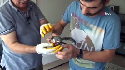 babil -  Yolda bulduğu ebabil kuşuna sahip çıktı  Videosu