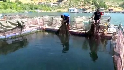alabalik -  Denize kıyısı olmayan Kahramanmaraş’ta, alabalıktan yıllık 8 milyon Euro gelir  Videosu