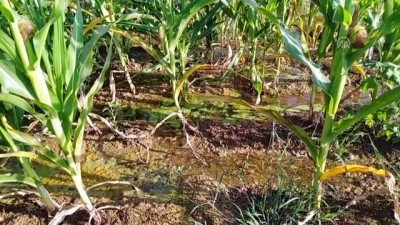 'Vahşi sulama' toprağa ve ürüne zarar veriyor - ŞANLIURFA