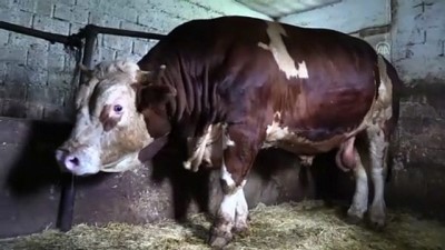 1,6 tonluk 'Kocaman' alıcısını bekliyor - ZONGULDAK 