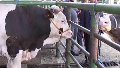 1 tonluk 'Şampiyon' alıcısını bekliyor - MALATYA 