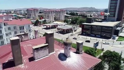  50 yıldır Leylekler ile komşuluk yapıyorlar 