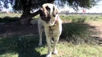 sadaka -  Aksaray Malaklısı 2 bin yıl önce düşmana karşı savaş köpeği olarak mücadele etti  Videosu