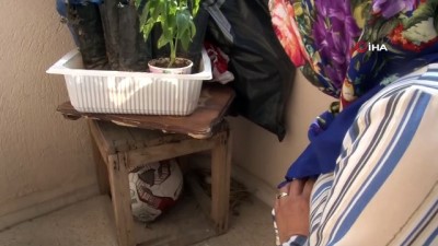  Balkona yumurtlayan güvercine aile bireyleri gibi sahip çıktılar 