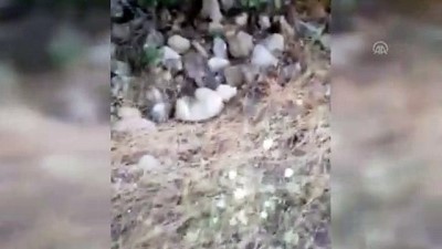 baros - Bucak'ta yol kenarına atılmış çuval içinde yavru köpek kurtarıldı - BURDUR Videosu