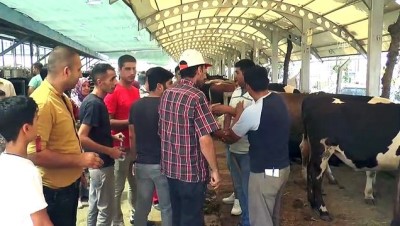 kurbanlik satisi - Denizli'de hayvan pazarında bayram telaşı Videosu