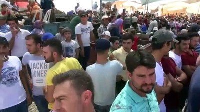 muhabir - Germencik'te 'boğa güreşi' festivali ilgi gördü - AYDIN Videosu