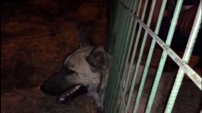 Kafası bahçe demirlerine sıkışan köpeği itfaiye kurtardı - GAZİANTEP 