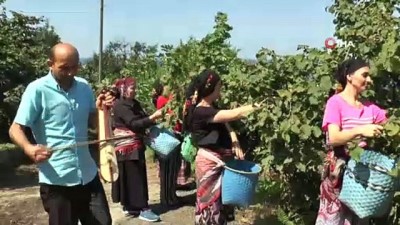 atma turku -  Üreticiler fındık bahçelerine kemençelerle girdi  Videosu