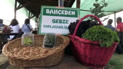 organik sebze - Çocukları için organik çilek ürettikleri bahçe geçim kaynakları oldu - ESKİŞEHİR  Videosu
