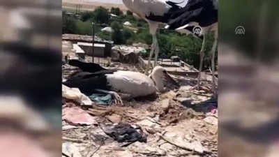 mahsur kaldi - Direkte mahsur kalan leylek kurtarıldı - SİİRT  Videosu
