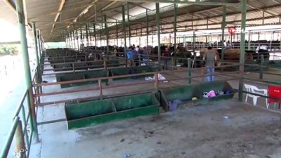 buyukbas hayvanlar -  Manisa Hayvan Pazarı’nda padoklar boş kaldı Videosu