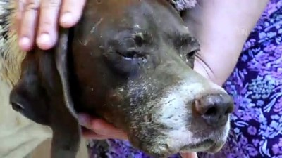 av kopegi - Tüfekle yaralanan av köpeği tedavi edilecek - MANİSA Videosu