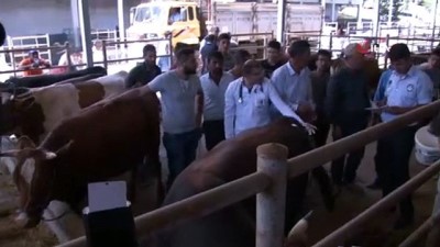 akilli telefon -  Altındağ'da alınan kurbanlıkların sorgulaması cep telefonlarıyla yapılabilecek Videosu