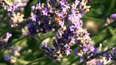 sparta - Bayramda ağızları 'lavanta lokumu' tatlandıracak - AFYONKARAHİSAR Videosu