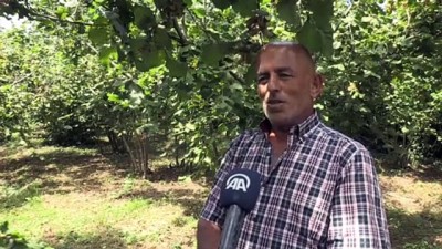 findik toplama - Fındık üreticisi bahçeye mutlu girdi - DÜZCE  Videosu
