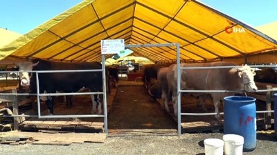 hayvan pazari -  Kurban satış yerlerinde ilaçlama seferberliği  Videosu