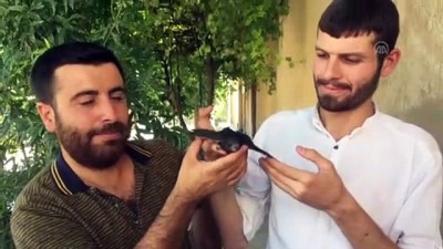 belediye iscisi - Mardin'de yaralı ebabil tedavi altına alındı  Videosu