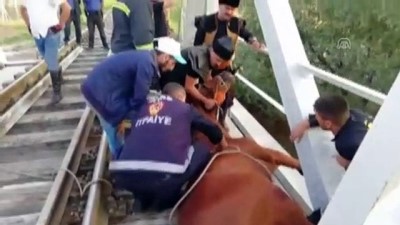 tren raylari - Raylara sıkışan atı itfaiye kurtardı - SİVAS  Videosu