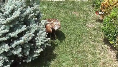 dogal yasam alani -  Yaralı şahin koruma altına alındı Videosu