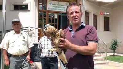 dogal yasam alani -  Yaralı şahin koruma altına alındı Videosu