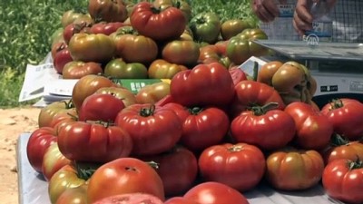 Yerli tohum ile domateste yüksek verim - MARDİN