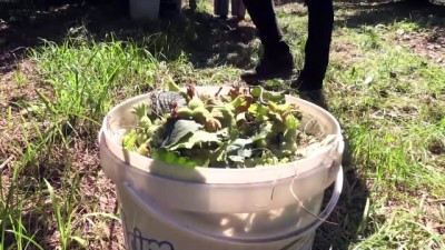 la paz - 'Yeşil Altın'da hasat dönemi başladı - DÜZCE  Videosu