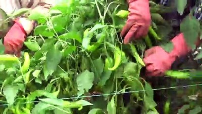 meclis baskani - Yeşil biber hasadı - MERSİN  Videosu