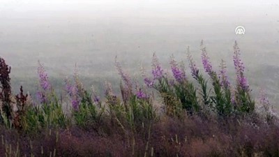 Ardahan'da yoğun sis