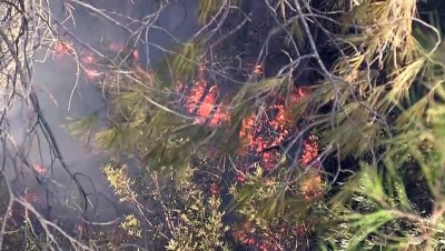 Bodrum'daki orman yangını kısmen kontrol altına alındı - MUĞLA