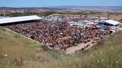 hayvan pazari - Hayvan pazarında bayram yoğunluğu - KASTAMONU Videosu