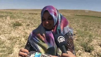 helal - Tarladan nohut aldı, parasını pet şişe içinde bıraktı - NEVŞEHİR Videosu