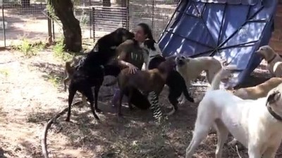 yabanci his - Yabancıların Gözüyle Türkiye - Hollandalı Hillen sokak hayvanlarının 'koruyucu meleği' oldu - AYDIN  Videosu