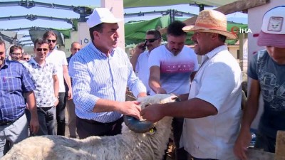 kurban pazari -  137 kiloluk koç ile 5 boynuzlu koç pazarın ilgi odağı  Videosu