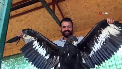 ocaklar -  Doğaya salınan Mısır Akbabasını 3 gün sonra silahla vurdular  Videosu