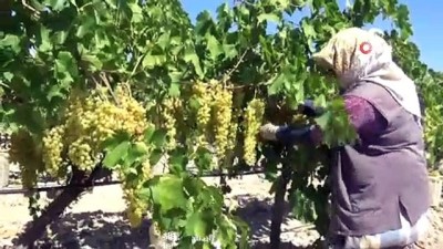 fiyat artisi -  Dünyaca ünlü Sultaniye üzümünde hasat zamanı  Videosu