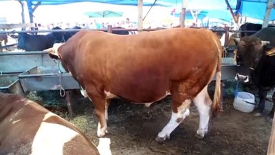 kurban pazari - 'Herkül'ü otomobille takas edecek - ÇANKIRI  Videosu