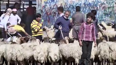 buyukbas hayvanlar - Irak'taki ekonomik durum kurbanlık piyasasını da etkiliyor (2) - ERBİL  Videosu