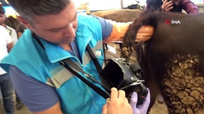 buyukbas hayvanlar -  Kurban pazarında ‘ultrason’ timi iş başında  Videosu