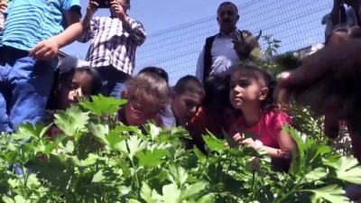 organik sebze - Minik öğrencilerin okul bahçesinde hasat heyecanı - AĞRI  Videosu