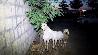  Koyunlar firarda...Çadırlarından kaçan 3 koyun polis ekipleri tarafından  sahibine teslim edildi