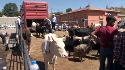  Kurban pazarında hareketlilik arttı, pazarlıklar kızıştı...Hayvan pazarı havadan görüntülendi 