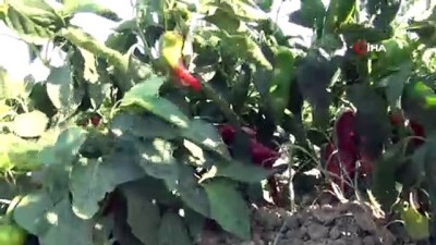 tarim iscisi -  Mevsimlik tarım işçilerinden destek çağrısı  Videosu