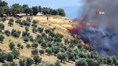 zeytin agaci -  Hatay’da çıkan yangında 50 hektarlık zeytinlik kül oldu  Videosu
