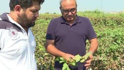 pamuk tarlasi - İzmirli pamuk çiftçisi 'kırmızı örümceğe' çare arıyor  Videosu