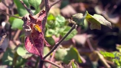 pamuk tarlasi - İzmirli pamuk çiftçisi 'kırmızı örümceğe' çare arıyor  Videosu