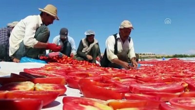Kurutmaya bırakılan domateslerden ay yıldız - ELAZIĞ