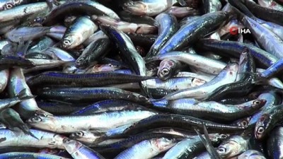  Balıkçı esnafı satışlardan memnun değil 