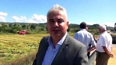 Boyabat'ta 2019 yılı çeltik hasadı başladı - SİNOP