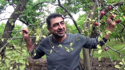 sonbahar - Havalara aldanan erikler sonbaharda çiçek açtı - KARS  Videosu